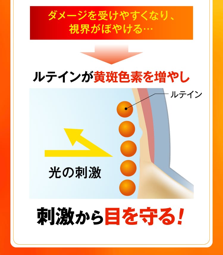 ルテインが黄斑色素を増やし