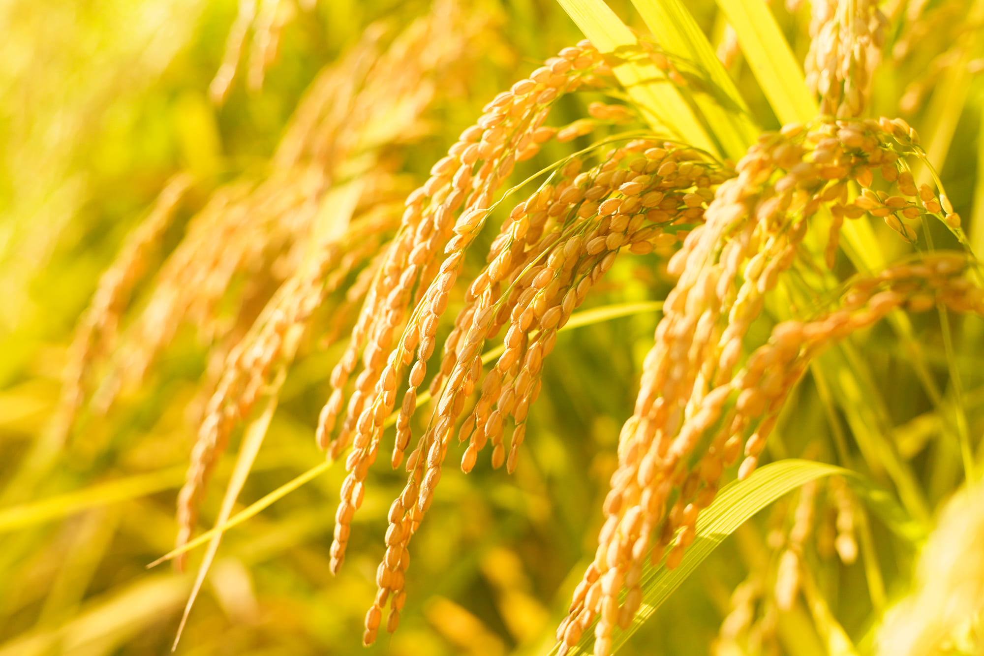 はなすーる爽解源